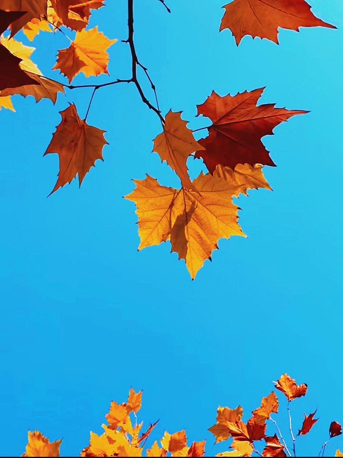 肺，喜欢什么？1、梨子2、枇杷3、白萝卜4、胡萝卜5、橙子6、番