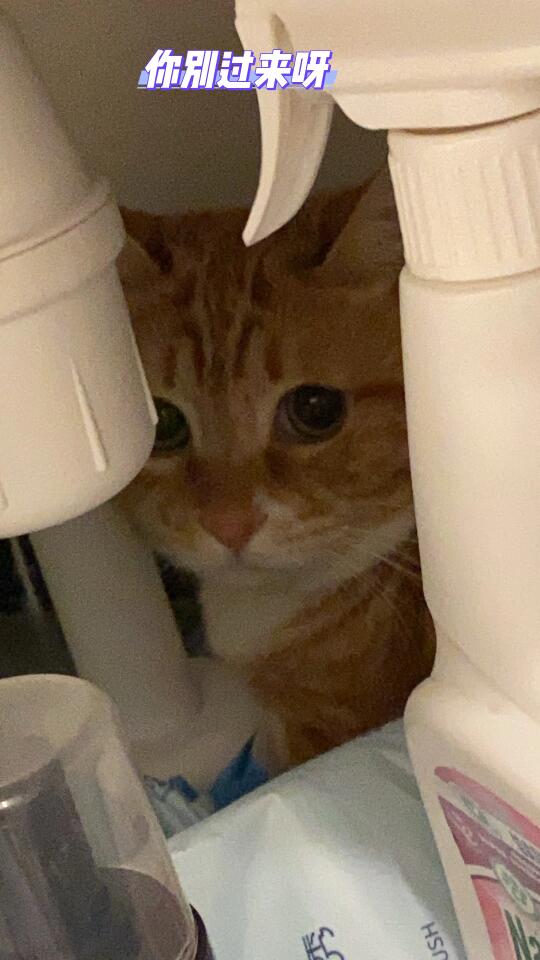 当朋友来家里做客时，我的猫