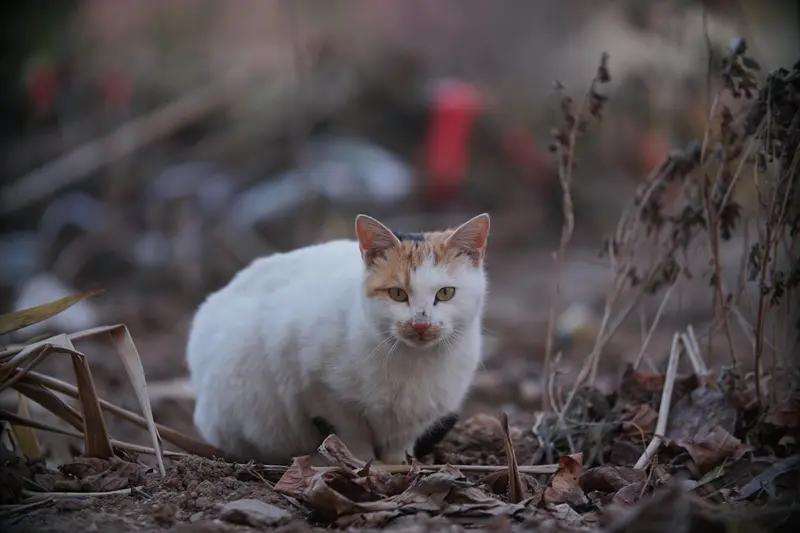 下班路上遇见一只流浪猫，毛色干净，眼睛圆溜溜的。它怯生生地靠近，轻轻蹭了蹭我的裤