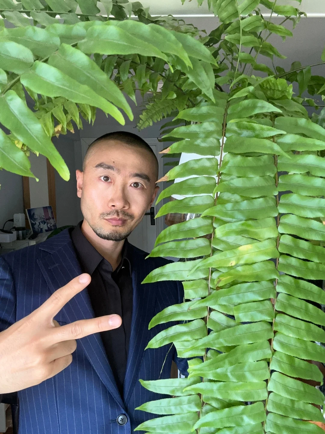 好养的雨林氛围植物--霸王蕨