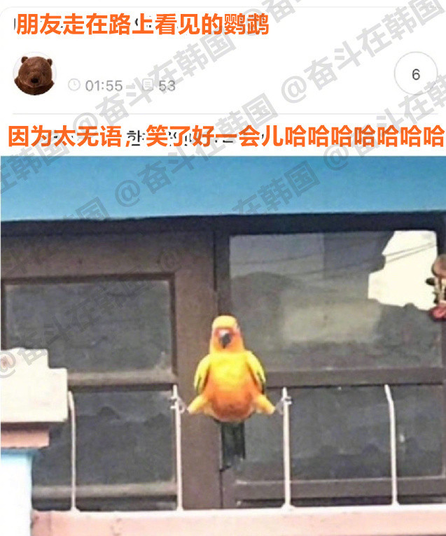 太无语，让人笑了好一会儿的鹦鹉海外新鲜事​​​