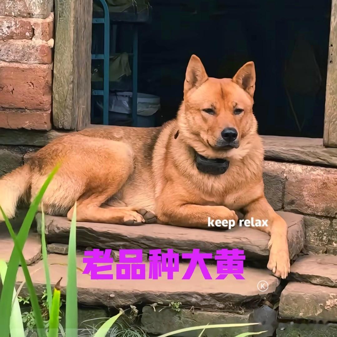 现在喜欢中华田园犬的人越来越多，在网上掀起了一阵田园犬热，这对于中华田园犬来说，