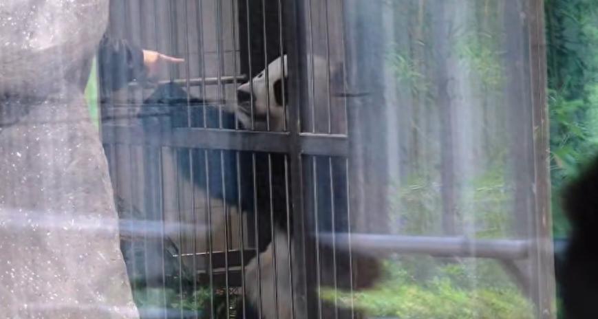 游客拍到饲养员手指萌兰，网上吵翻，北京动物园调监控讲清实情北京动物园大熊猫展