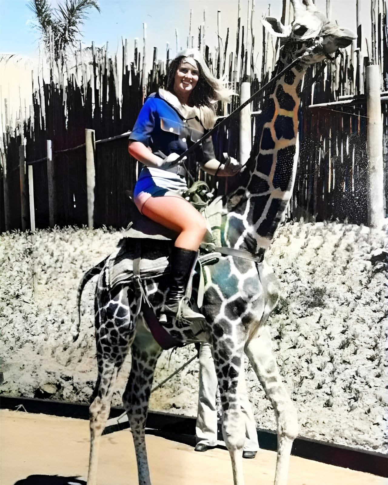 1972年，外国长腿美女骑在长颈鹿身上。她手中的缰绳可以控制长颈鹿。长颈鹿看似很