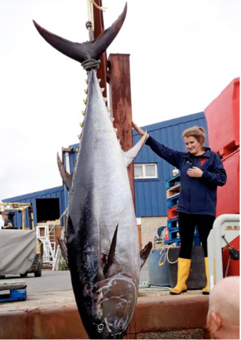 金枪鱼为了不被吃有多努力？一位60多岁的老渔民告诉我，它们进化了亿万年，练出了高