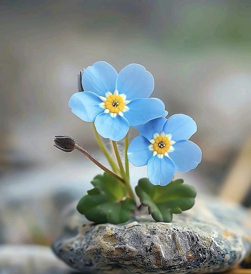 退休后发现的固齿小妙招，分享给同龄朋友人一上年纪，牙齿松动、牙龈干瘪露齿