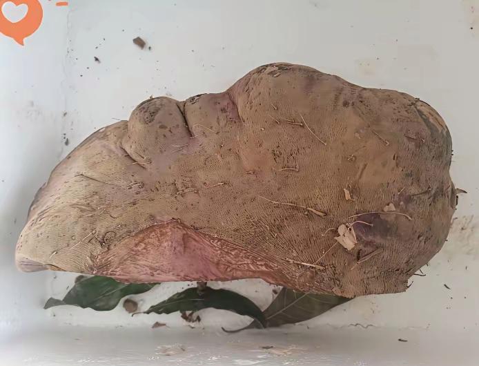 同事给的这咋吃啊