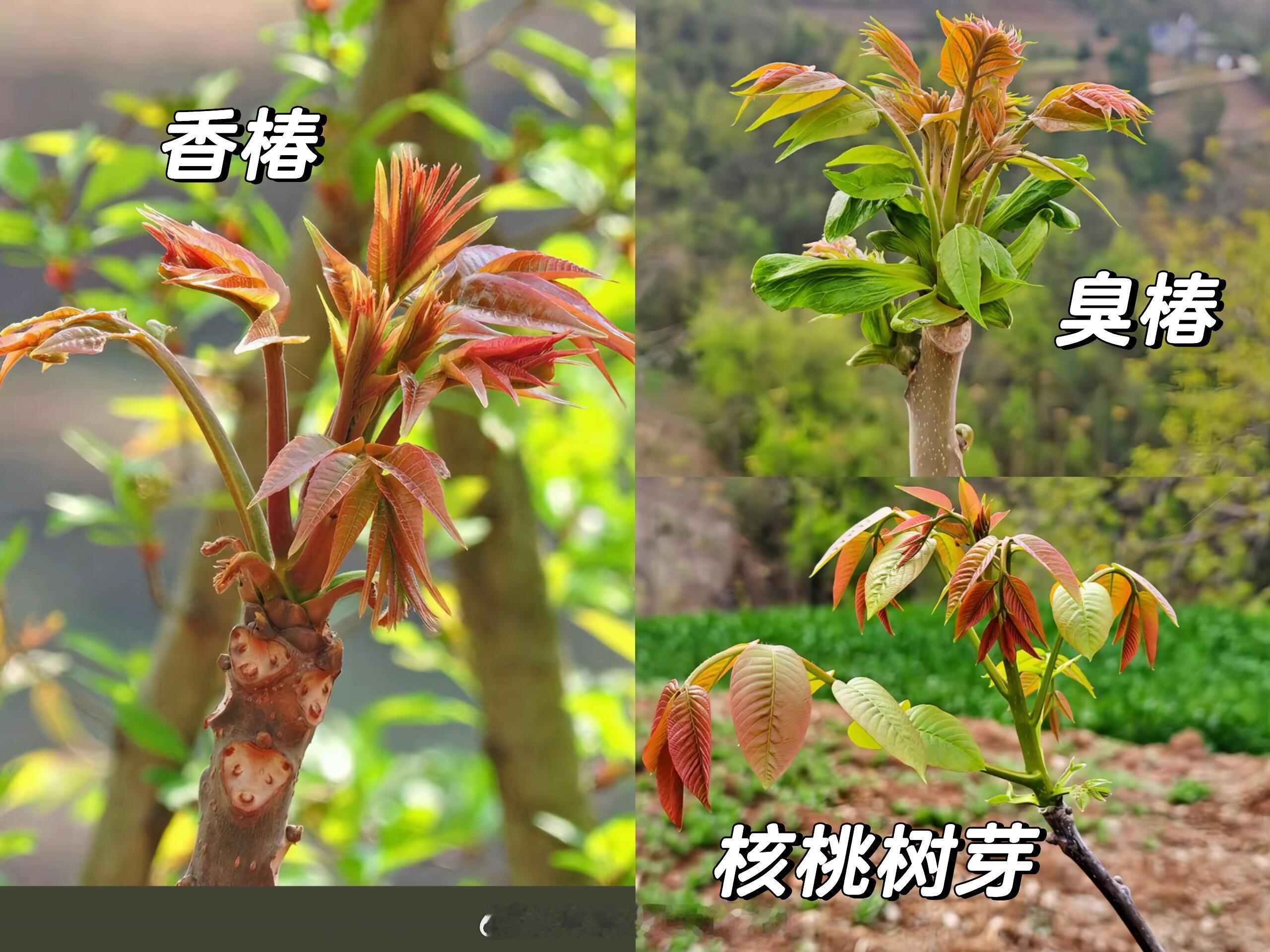 头茬香椿收购价比肩五花肉山西的香椿好吃，但是如何分辨香椿和臭椿？香椿被掰断的地方