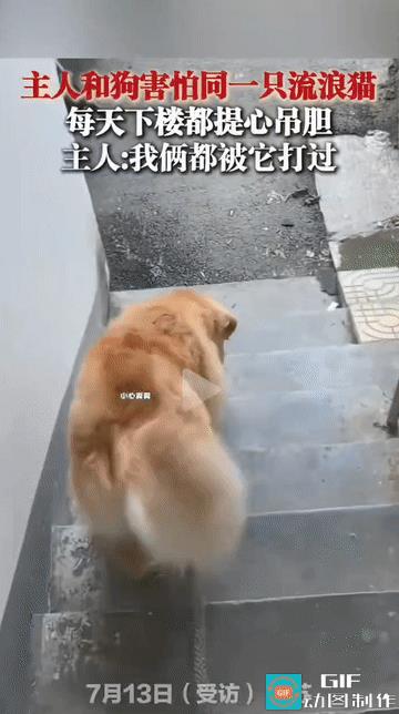“挥之不去的阴影！”江苏，女子家里养的狗狗都害怕家楼下的同一只流浪猫，每次下楼时