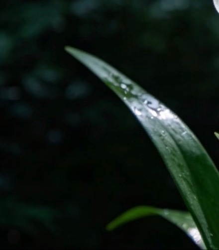 小苍兰的种植方法一、土壤：小苍兰适宜生长在疏松、肥沃、排水良好的沙质壤土中。可以