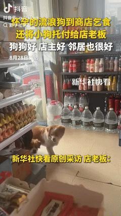 “一定是特别的缘分！”8月29日广东，怀孕的流浪狗和同伴到小卖部要饭吃，老板看它