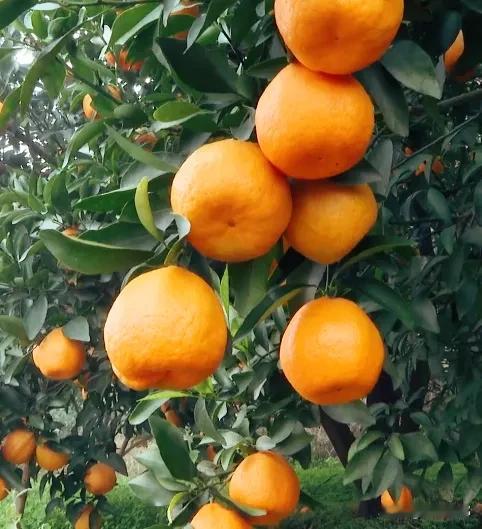 丰都冬日顶流！万寿桥村椪柑黄才是南方冬天的本命色南方的冬天是什么颜色？丰都树人