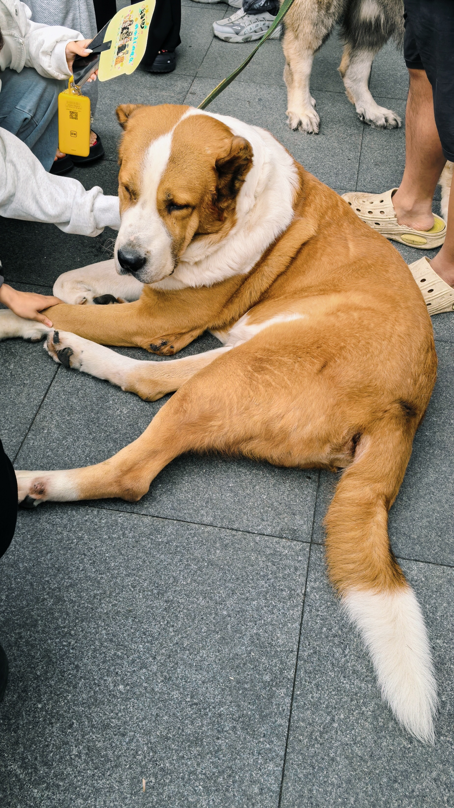 逛街遇到一只中亚牧羊犬和一只高加索牧羊犬，大狗太可爱啦！