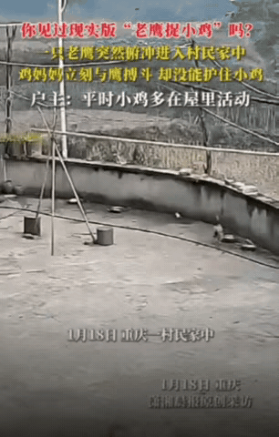 万物有灵！”重庆，一只老鹰俯冲进村民家中，想要抓小鸡，旁边狗子看到后慌忙躲到一旁