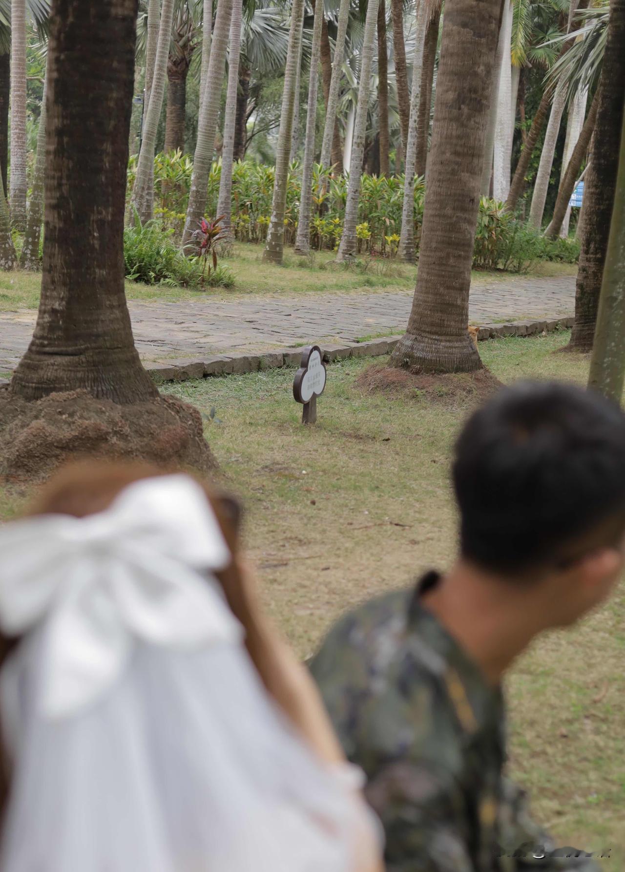 完了，被一只邪恶的大橘给盯上了和朋友拍照，转头发现墙角藏着个毛茸茸小脑袋。