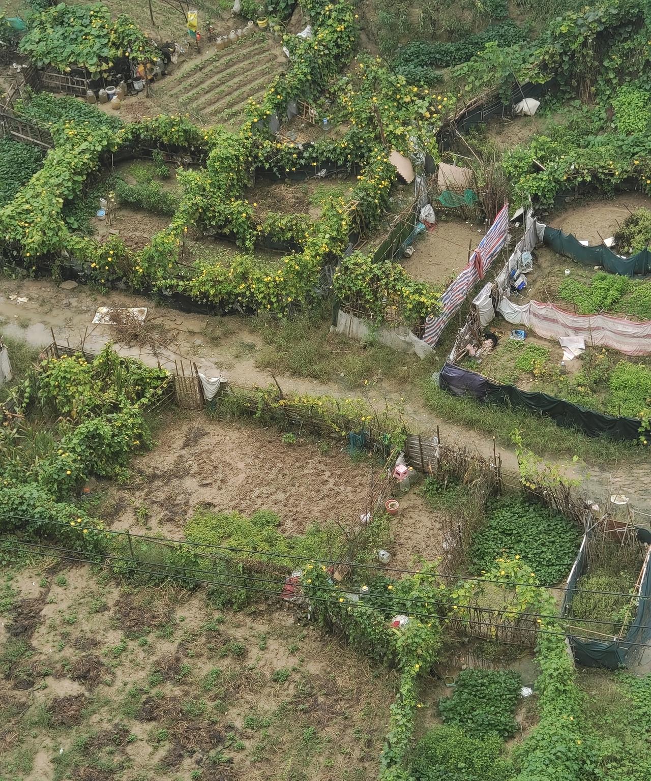 郑州街头出现菜路你知道啥叫菜路吗？有马路、有柏油路、有水泥路、还