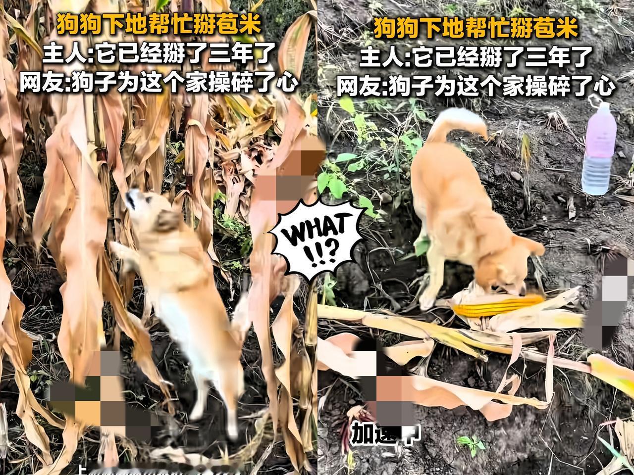 “太有灵性了”！黑龙江一女子去掰玉米，带着狗子。本以为狗子去玩，没想到