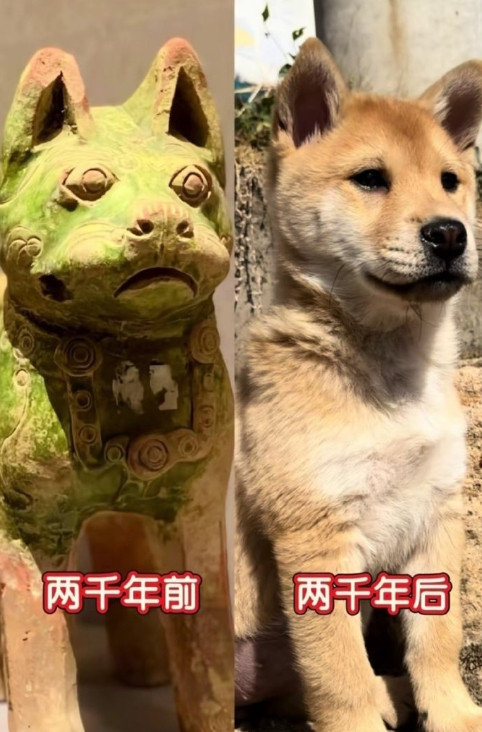 中华田园犬，老祖宗严选，肯定不会错。