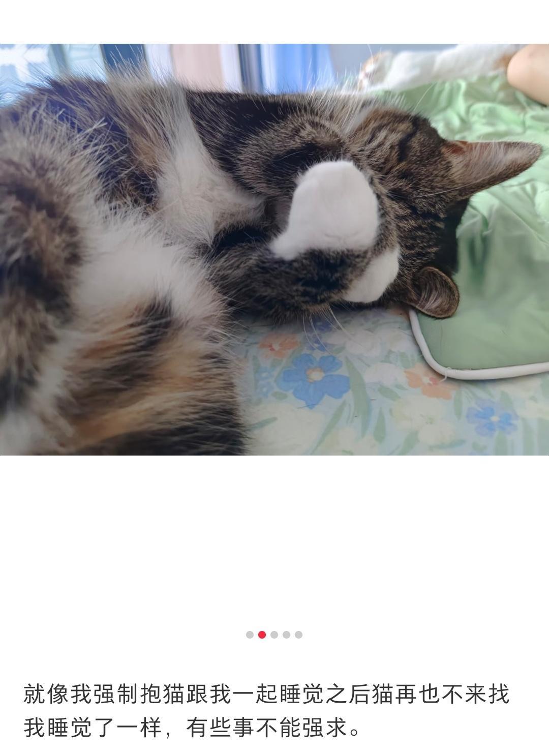 哈哈哈小猫咪也是没招儿了为了怕被亲都不敢扇了