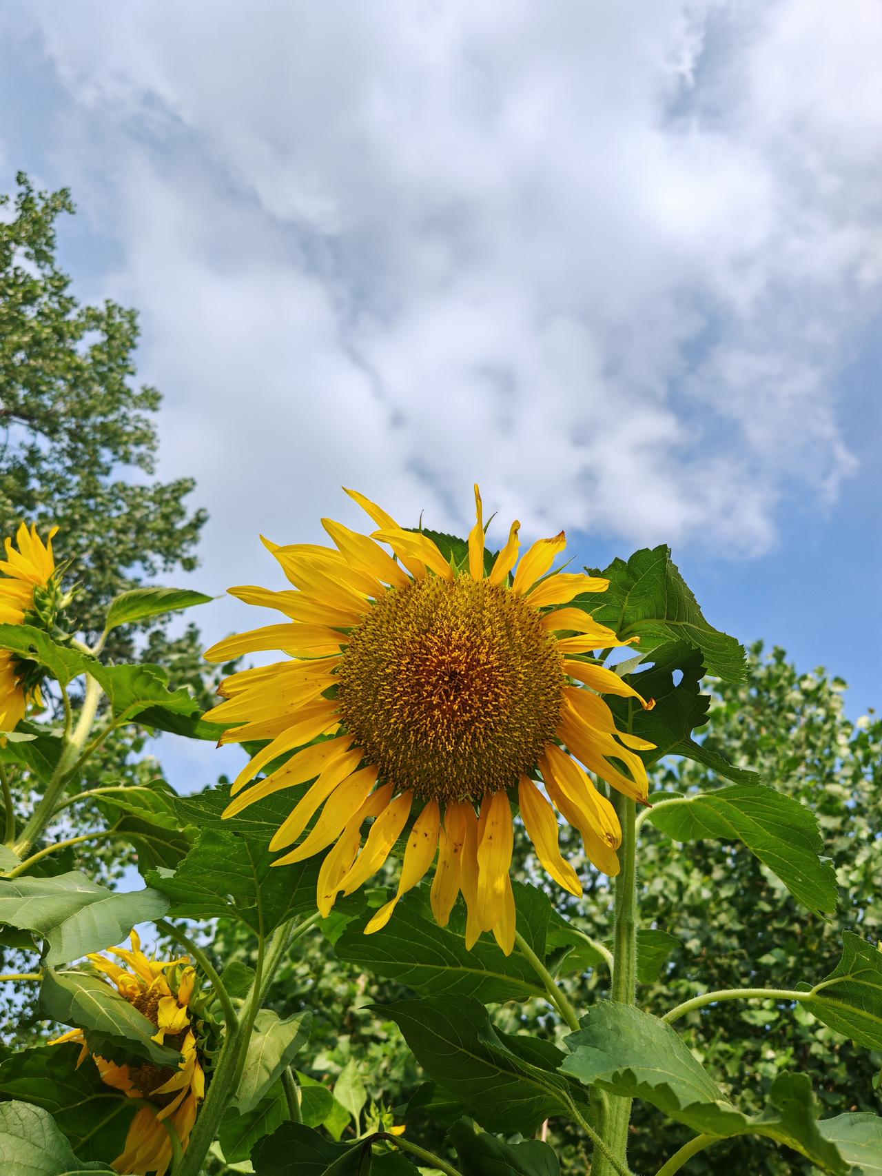 儿子今天期末考试，早上送他的时候还在嘱咐他，今天好好考，看题仔细一点，做题认真一