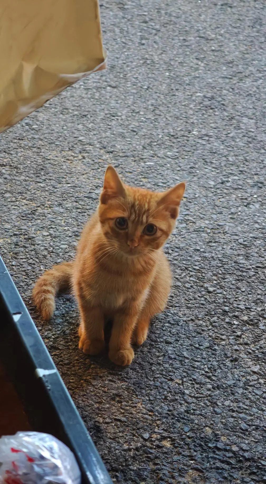 也许一只流浪猫都没有留下过一张照片 给1000只流浪猫拍一张照片系列 ...