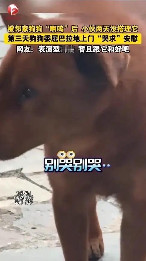 笑不活了！近日，云南昆明，一男子逗邻居家狗玩时，狗狗差点咬到他，男子一生气，2天