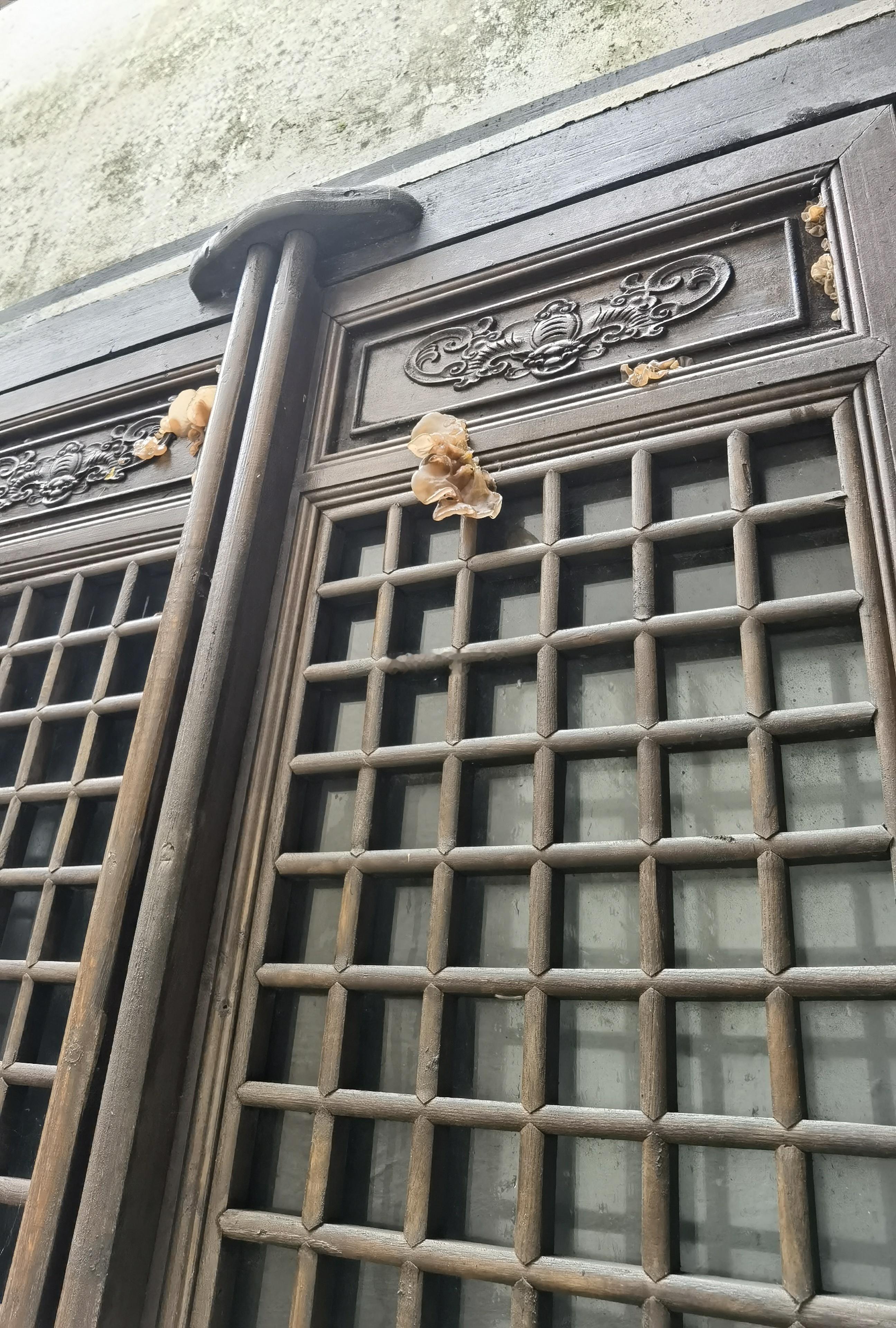 江南潮湿季，现在木窗上都长了菌类——这木耳看上去挺肥美。​​​