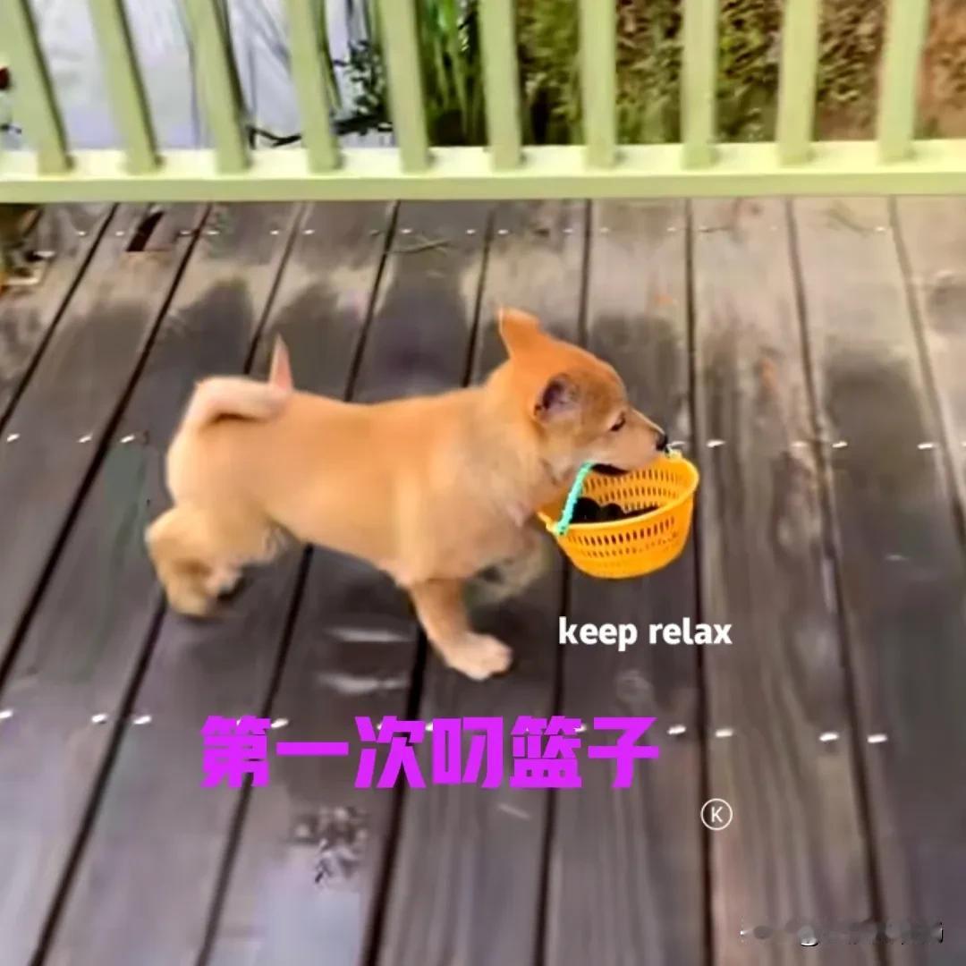 花了一千多块钱，在网上买了一只中华田园犬。狗子是正宗的广西土猎，略带黄狗白面，虽
