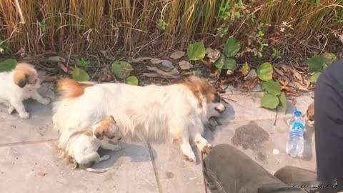 太可怜了！这天一位小姐姐去公园游玩，当她走到一个池塘旁边的时候，看到无比凄惨的一