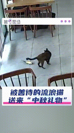 万万没想到！10月5日，江苏，饭店老板娘经常投喂一只流浪猫，让她没想到的是，这只