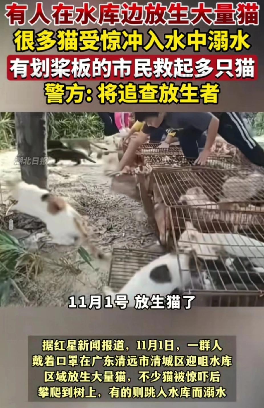 这到底是爱猫还是害猫？打着放生的幌子，却到河边去放生，这又不是放鱼，为什么要到小