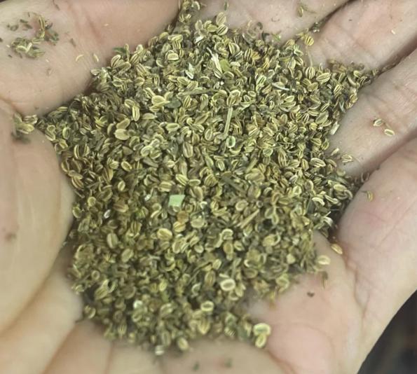 一味被低估的奇药，直入阳痿早泄核心，再弱也能重振雄风！大家好，我是中医陈玉