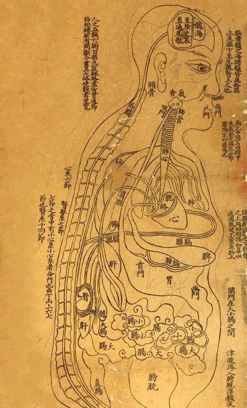 宋代人是怎么知道骨架的形状的有一个中国医学史常识：古代解剖学正是在宋代迎来2次发