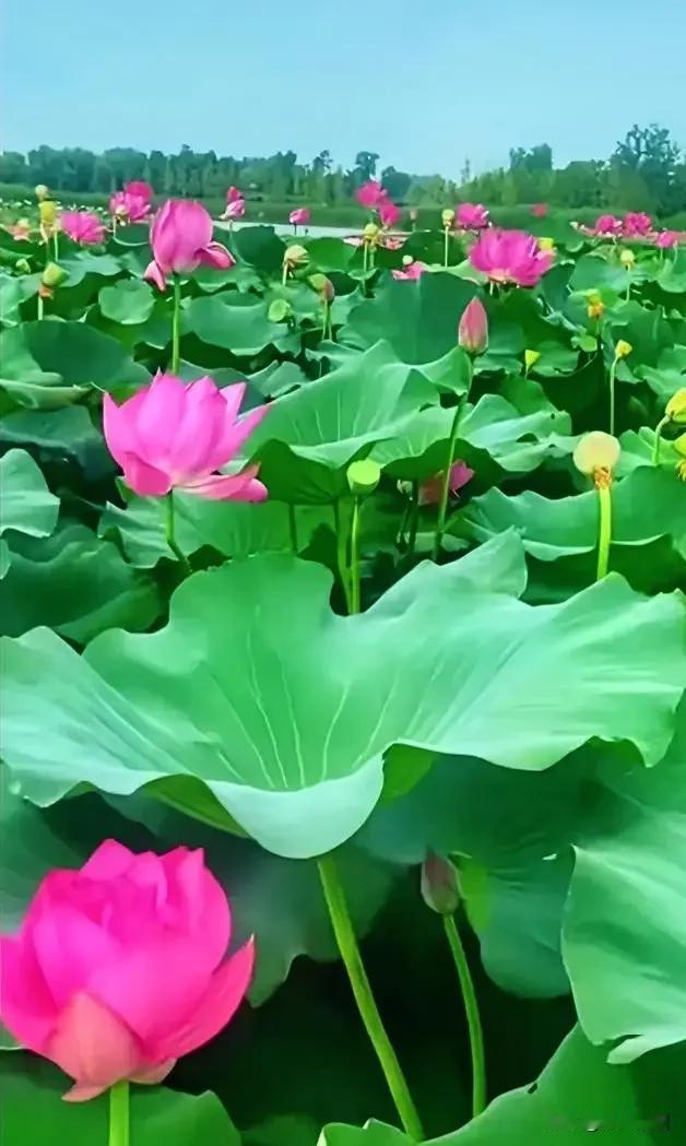 《念奴娇·心善安然》流年漫溯，悟浮生真谛，初心长守。知足常怀尘事淡，