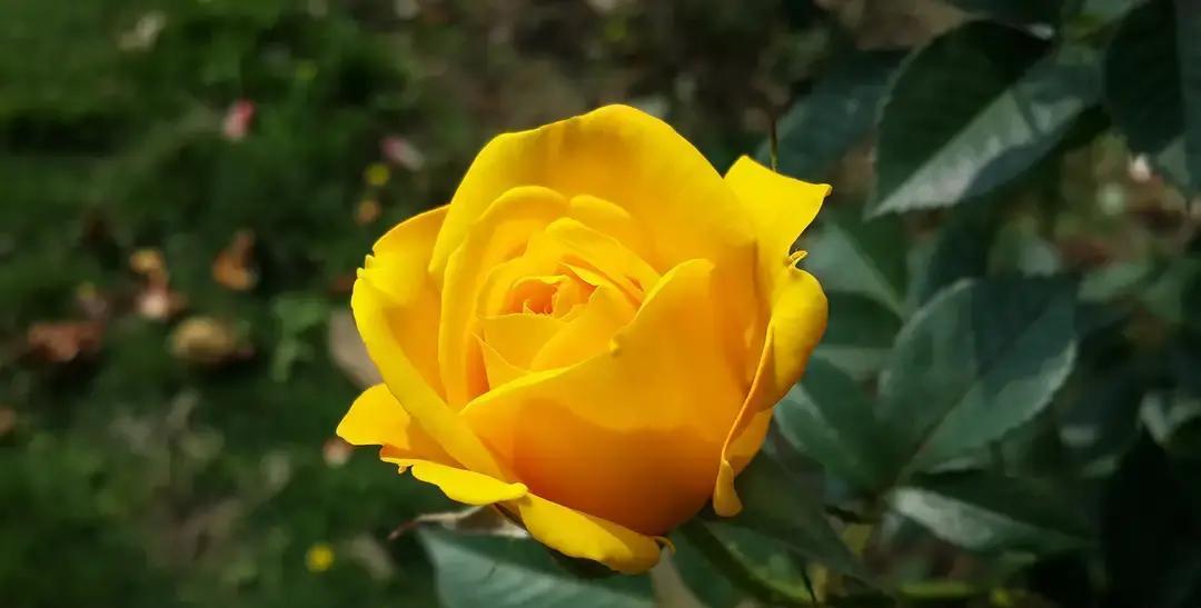 酉鸡明天可能要被朋友泼冷水。我属鸡，昨晚刚被同事在背后说我装，今天看运势说4