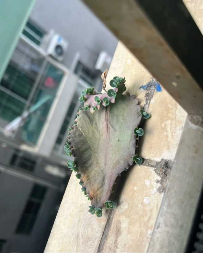 阳台外捡到一片叶子，能种活吗？