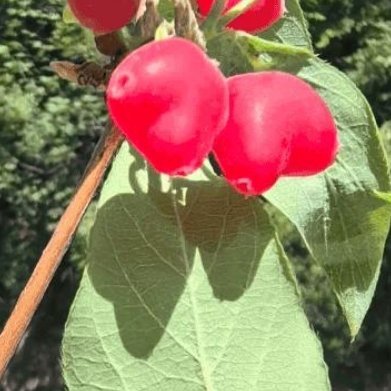 荷（药食小众野菜，农庄特色采摘作物）种植方法1. 土壤：垄作种植，疏松湿润泥土最