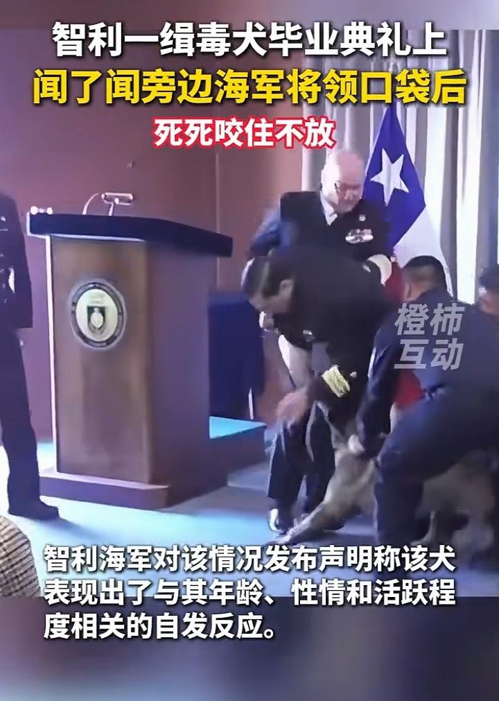 人会撒谎但是缉毒犬的鼻子一定是非常灵光的，要知道普通犬的嗅觉灵敏度是人类的300