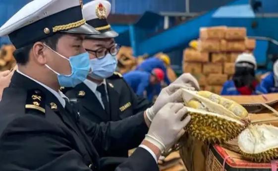 泰国榴莲这事越挖越吓人！咱中国人爱吃榴莲，可谁能想到，这泰国榴莲里竟藏着要命的东