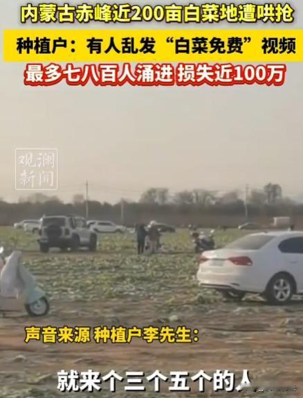 内蒙古赤峰，一男子承包200亩地种大白菜，辛苦一年眼看要丰收卖钱，结果突然来了7