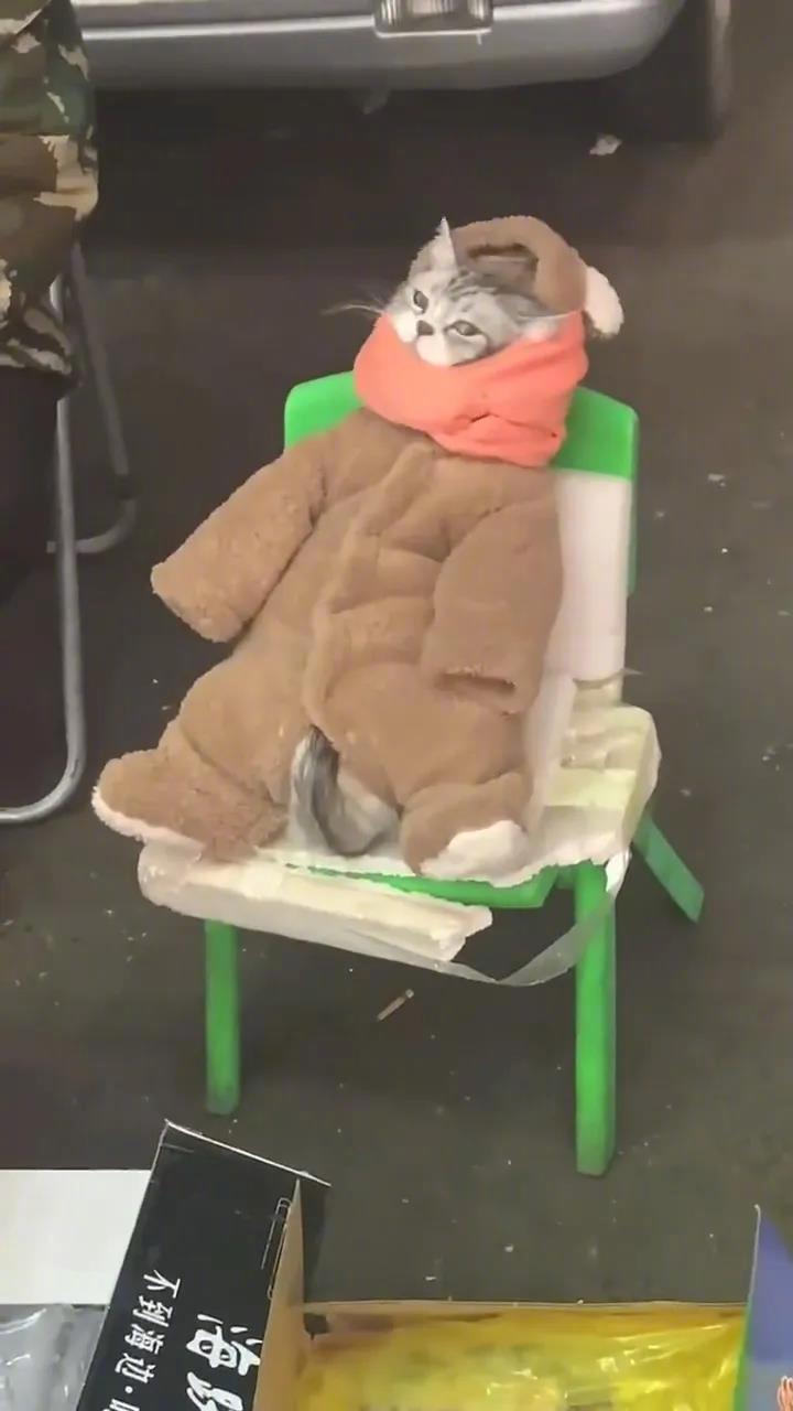 太可爱了，猫咪，谁还不是个小宝贝啊。