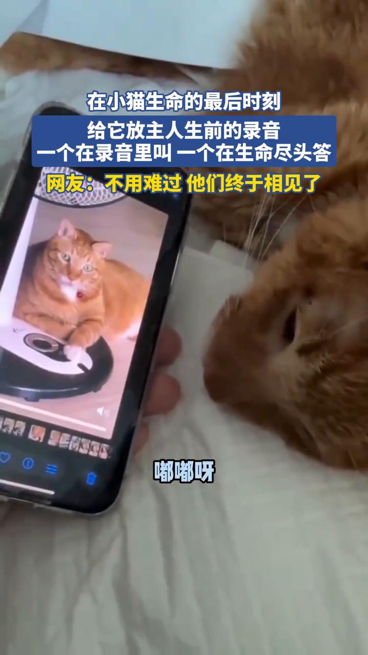 在小猫生命的最后时刻，给它放主人生前的录音，一个在录音里叫一个在生命尽头答。网友