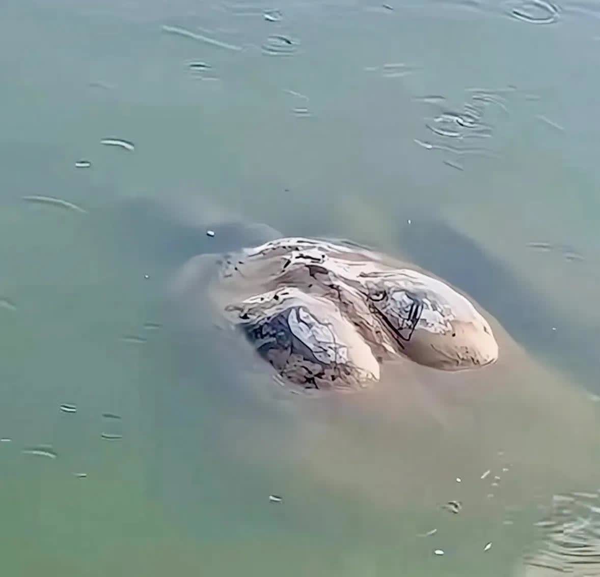 浙江，一名男子在河边钓鱼时，忽然注意到水里有一块石头在移动，他感到很奇怪，以为是