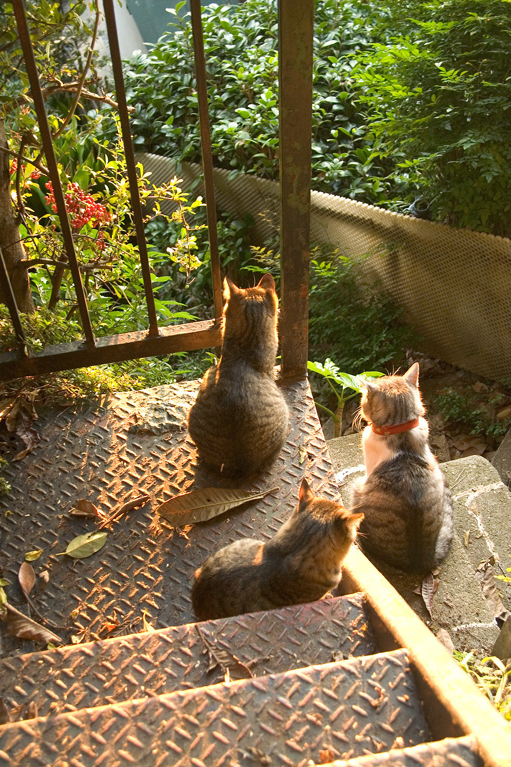 宮崎剛老师镜头下的猫猫们​​​