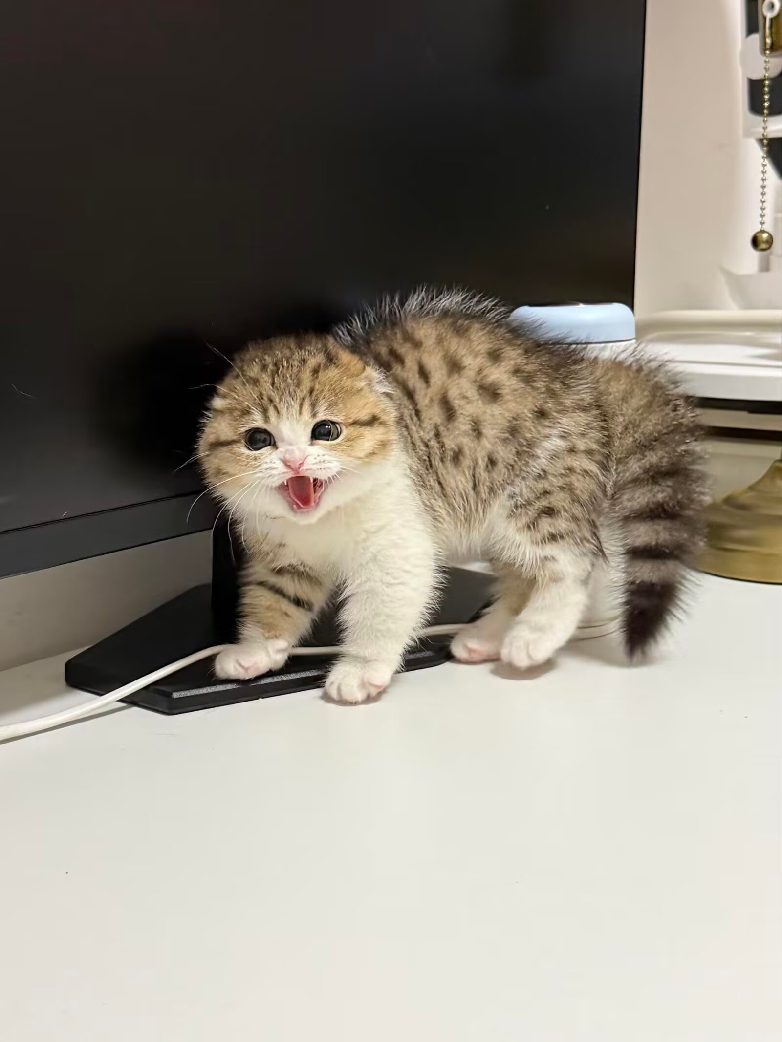 猫咪三连拍📸