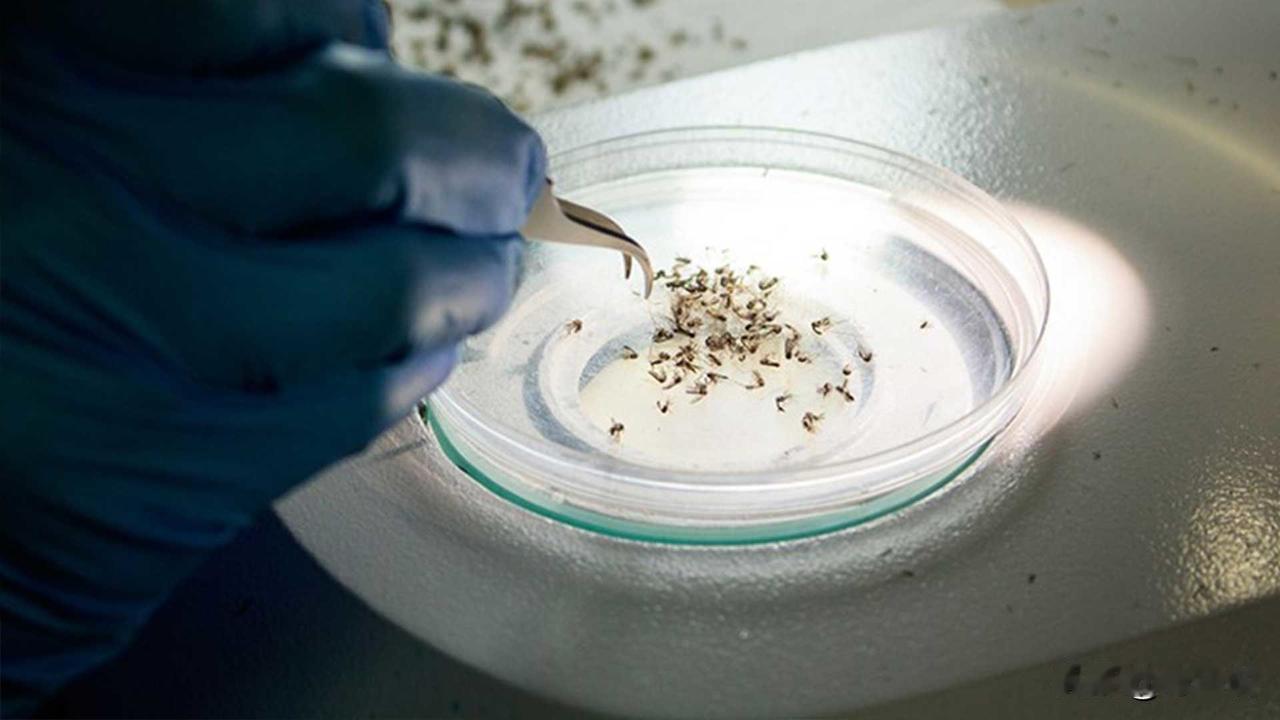 广州蚊子工厂每月放飞3000万只，真相却让人意外广州黄埔区藏着一家"蚊子工
