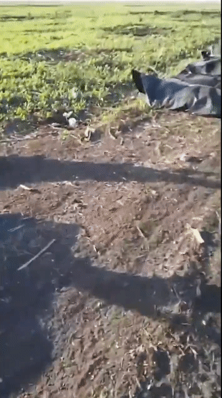 俄乌战场上，到处可见双方阵亡的土兵遗体！由于伤亡人数太多，有些人的遗体根本就来