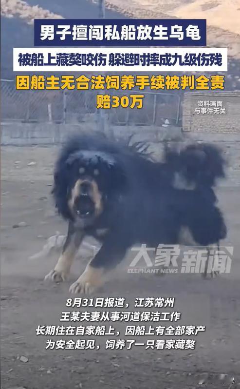江苏常州，一男子擅自进入他人船只放生乌龟，结果被船长饲养的藏獒追赶撕咬后摔成重伤