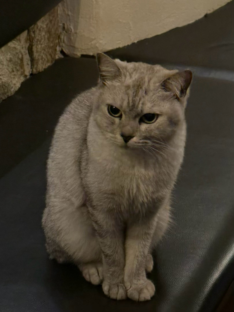 一只傲娇且有猫德的猫咪