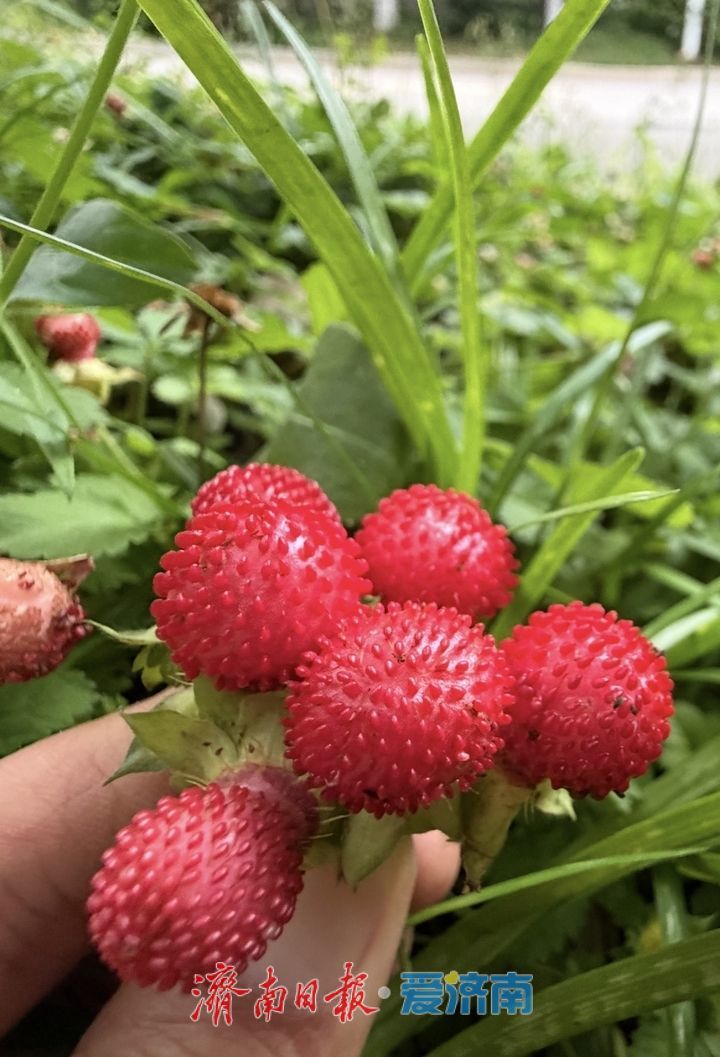 济南城区首现大面积野生草莓群落
